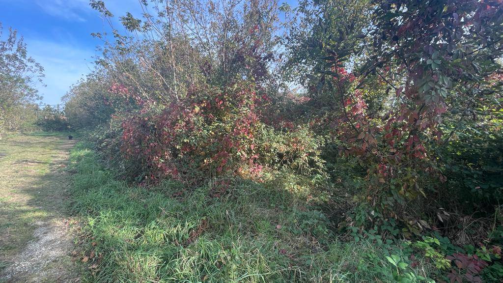 Schmaler Pfad entlang dichter Büsche mit herbstlich gefärbtem Laub unter blauem Himmel.