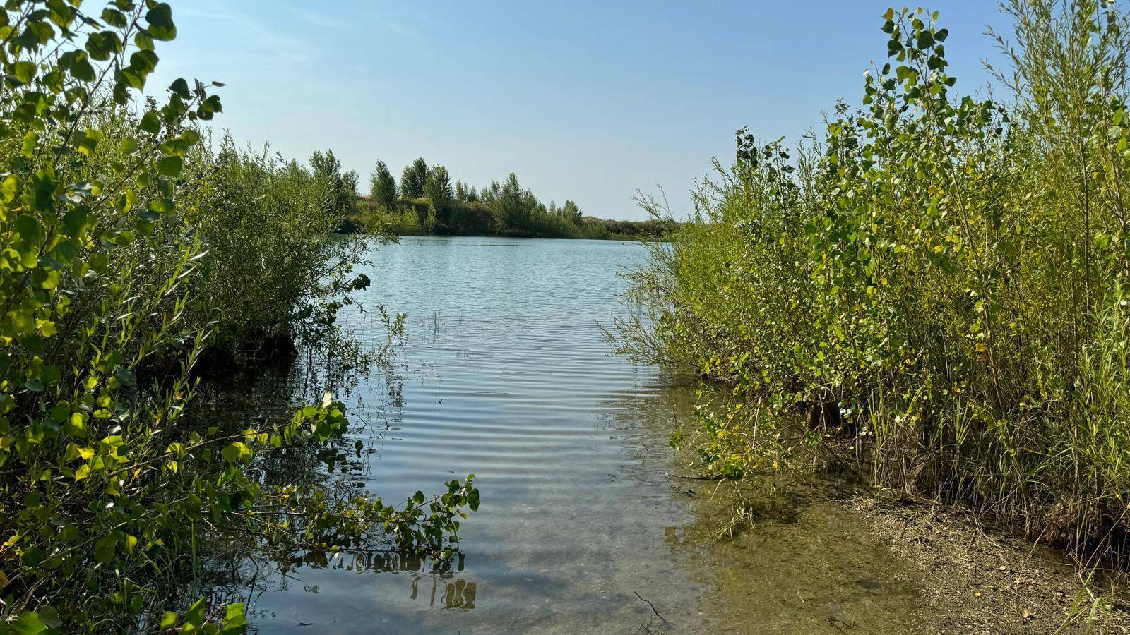 Klares Wasser am Ufer eines Sees, umgeben von dichtem Grün und sonnigem Wetter.
