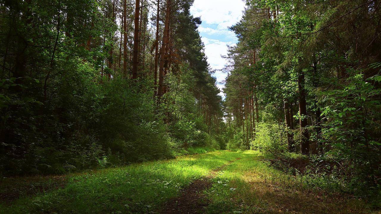 Ein grüner Waldweg schlängelt sich durch einen dichten Wald mit hohen Bäumen und üppigem Unterholz.