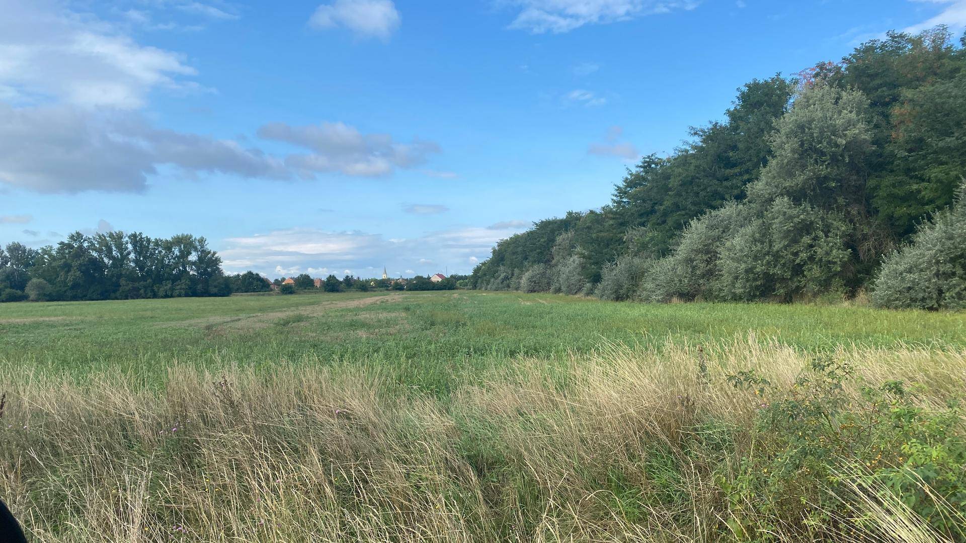 Weite grüne Wiesenfläche mit hohem Gras und einer Baumreihe am Horizont unter blauem Himmel.