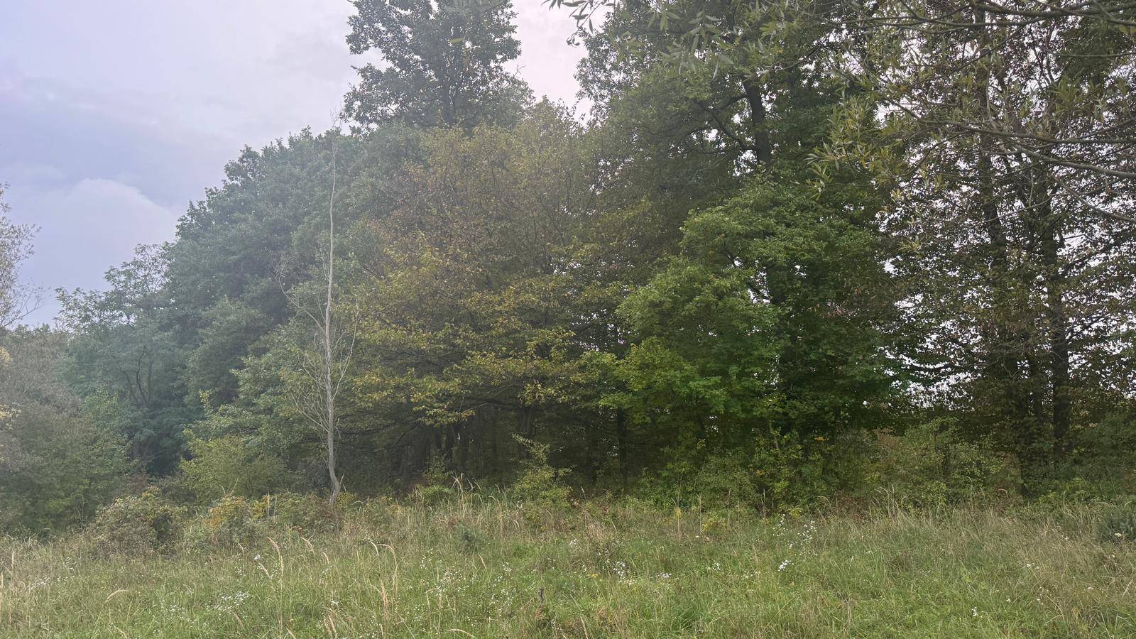 Hügelige Landschaft mit Bäumen und Wiesen unter bewölktem Himmel, ideal für Naturliebhaber.