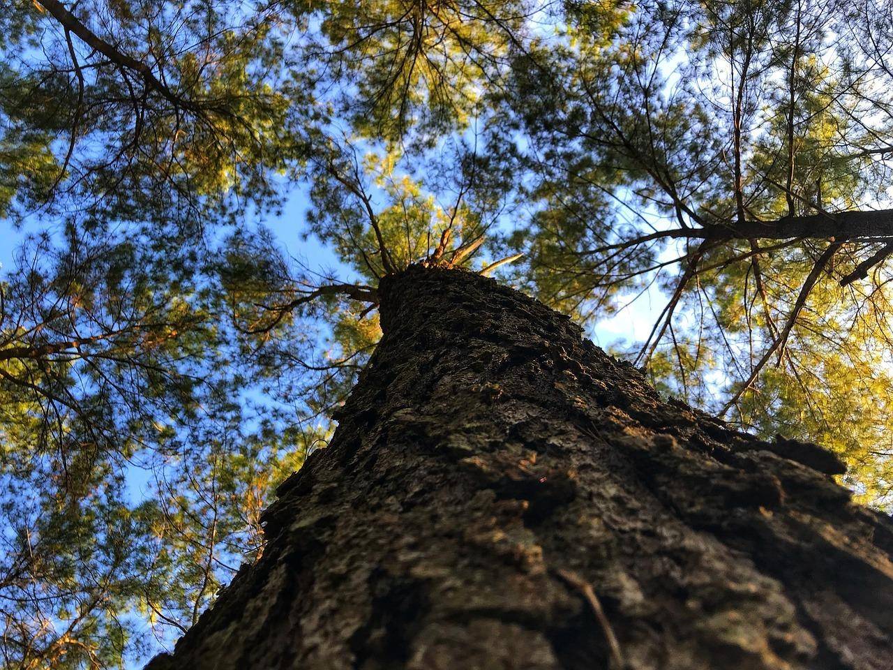 Blick von unten auf einen hohen Baumstamm, der sich zum blauen Himmel erstreckt.