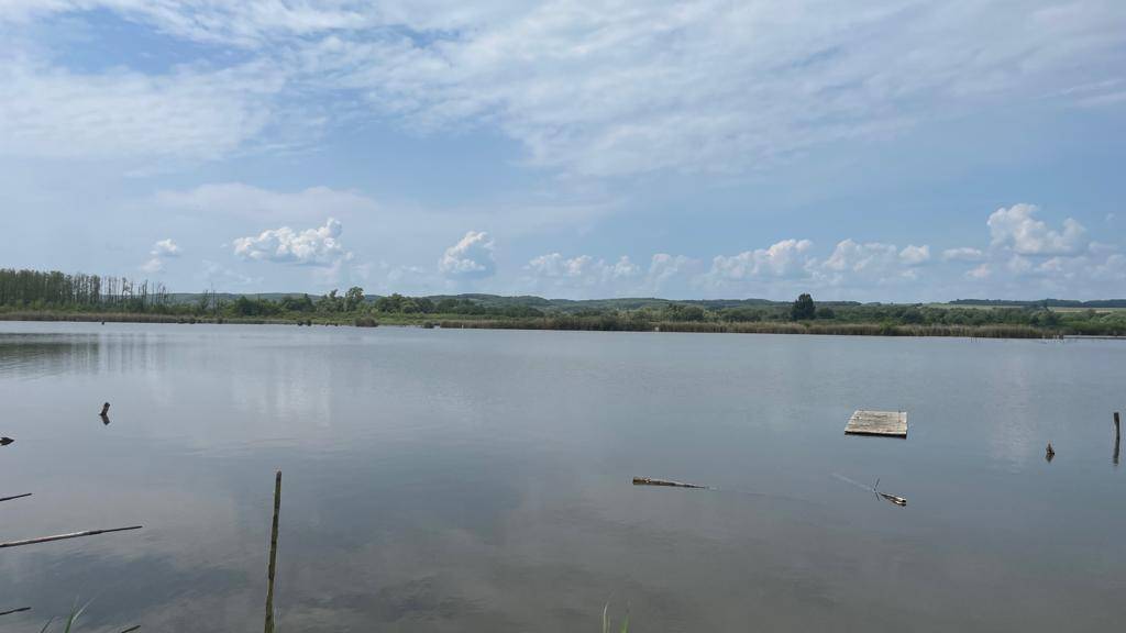 Ruhiger See mit einer kleinen schwimmenden Holzplattform, umgeben von Schilf und Bäumen.