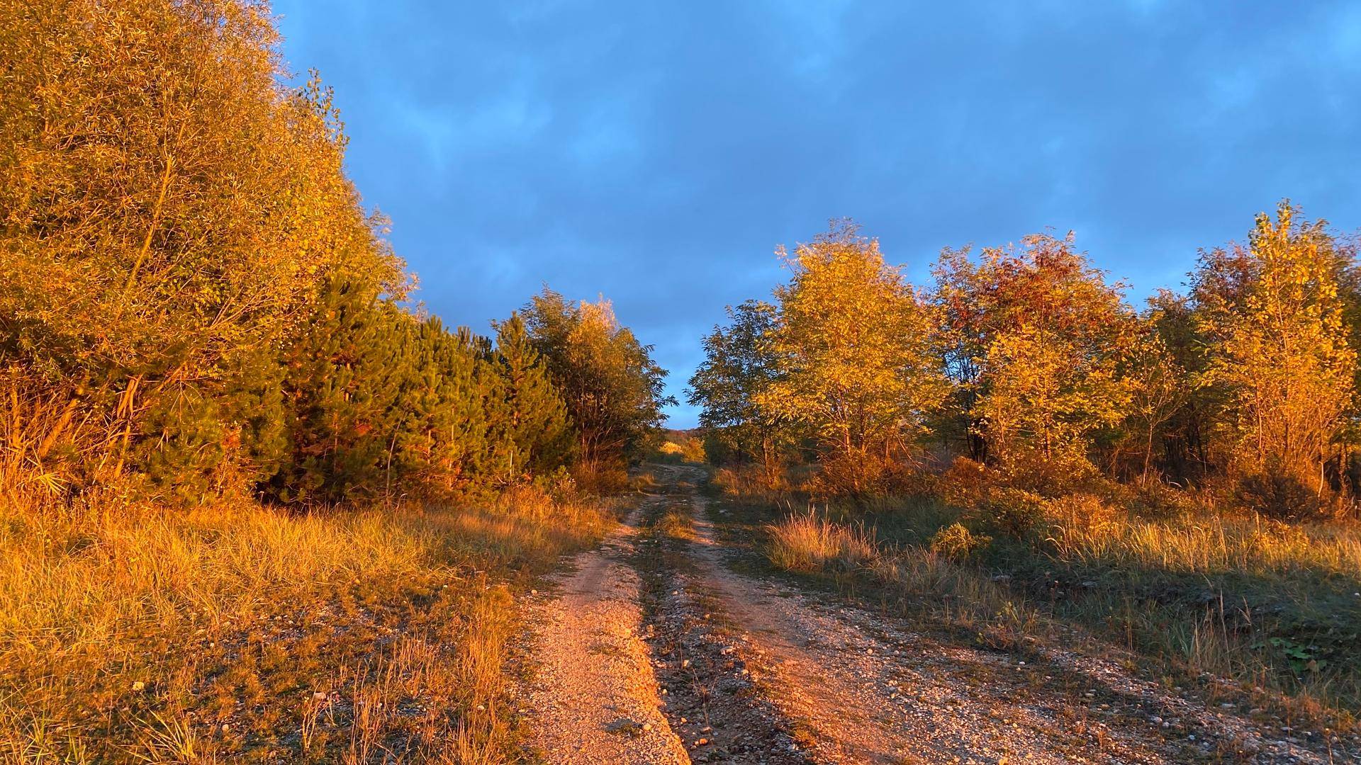 Sonnenbeschienener Feldweg führt durch eine herbstliche Landschaft mit bunten Bäumen.