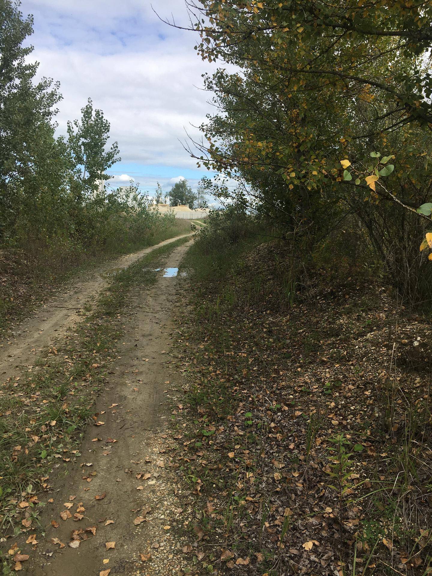 Ein unbefestigter Weg führt durch eine bewaldete Landschaft mit Herbstlaub am Boden.