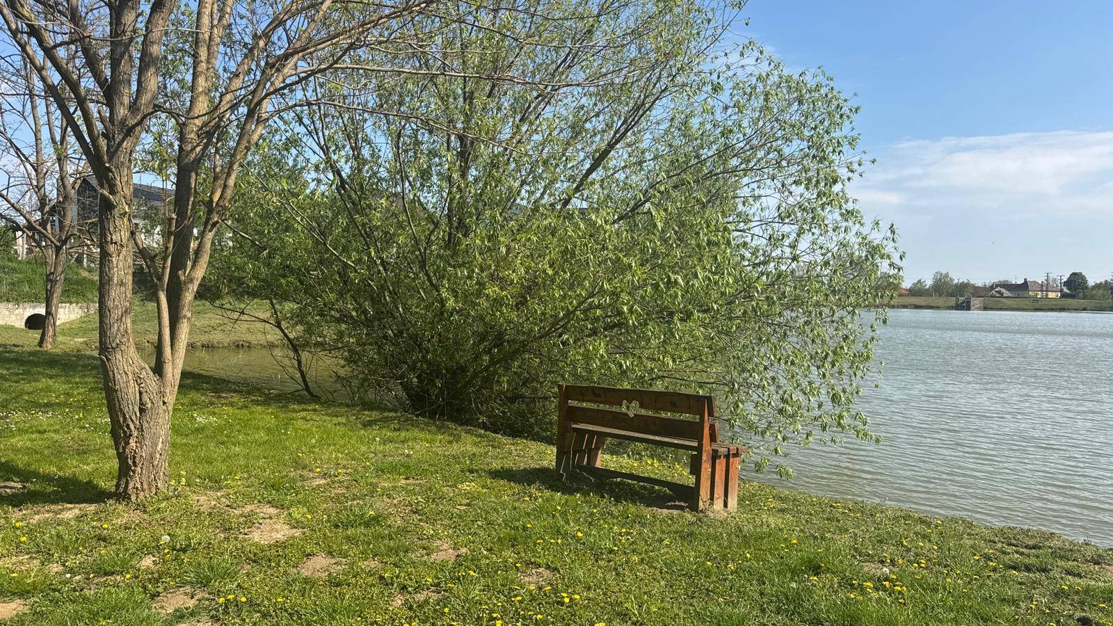 Holzbank unter einem Baum am Ufer eines Sees, bietet einen ruhigen Blick auf das Wasser.