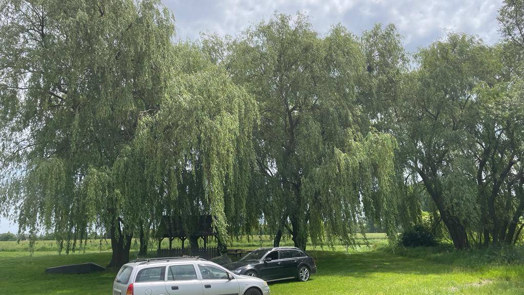 Große Grünfläche mit vielen Weidenbäumen, die Schatten spenden, und parkenden Autos.