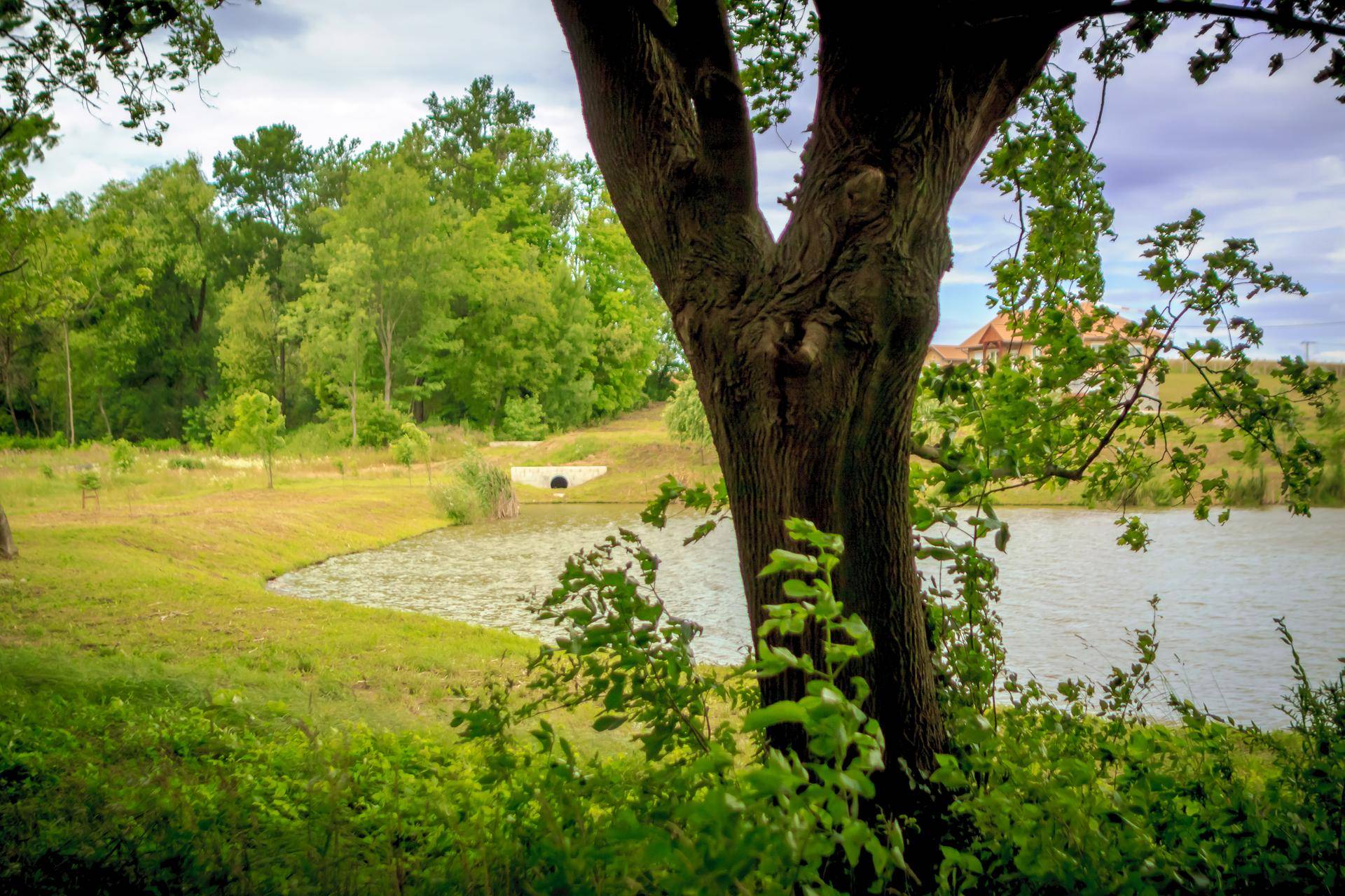 Alter Baum im Vordergrund mit Blick auf einen See und eine kleine Brücke.