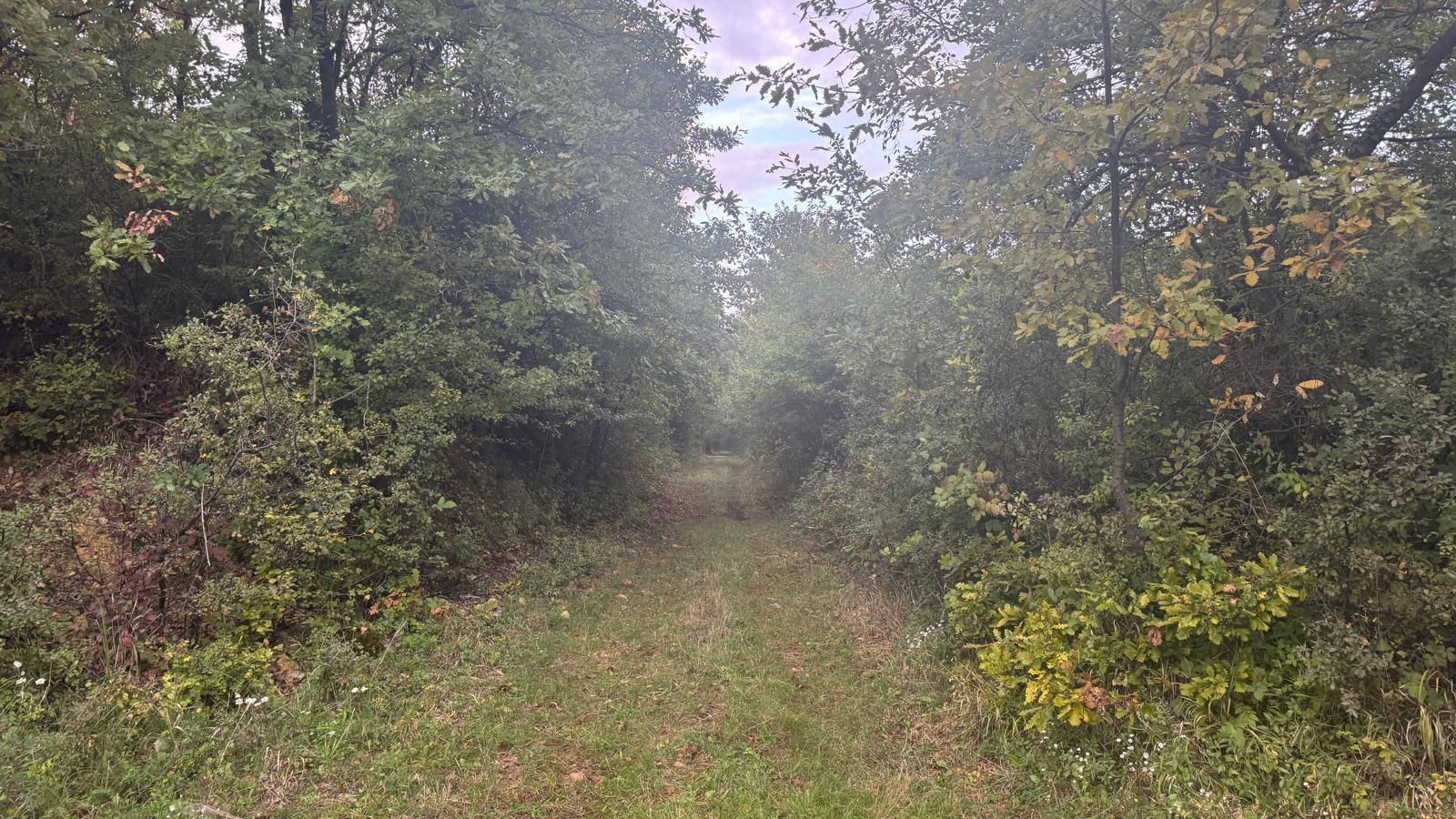 Schmaler Pfad durch dichte Vegetation und Bäume, der in die Ferne führt.