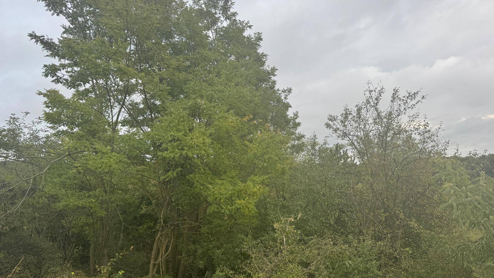 Offene Wiese umgeben von dichtem Wald und Sträuchern unter einem bewölkten Himmel.