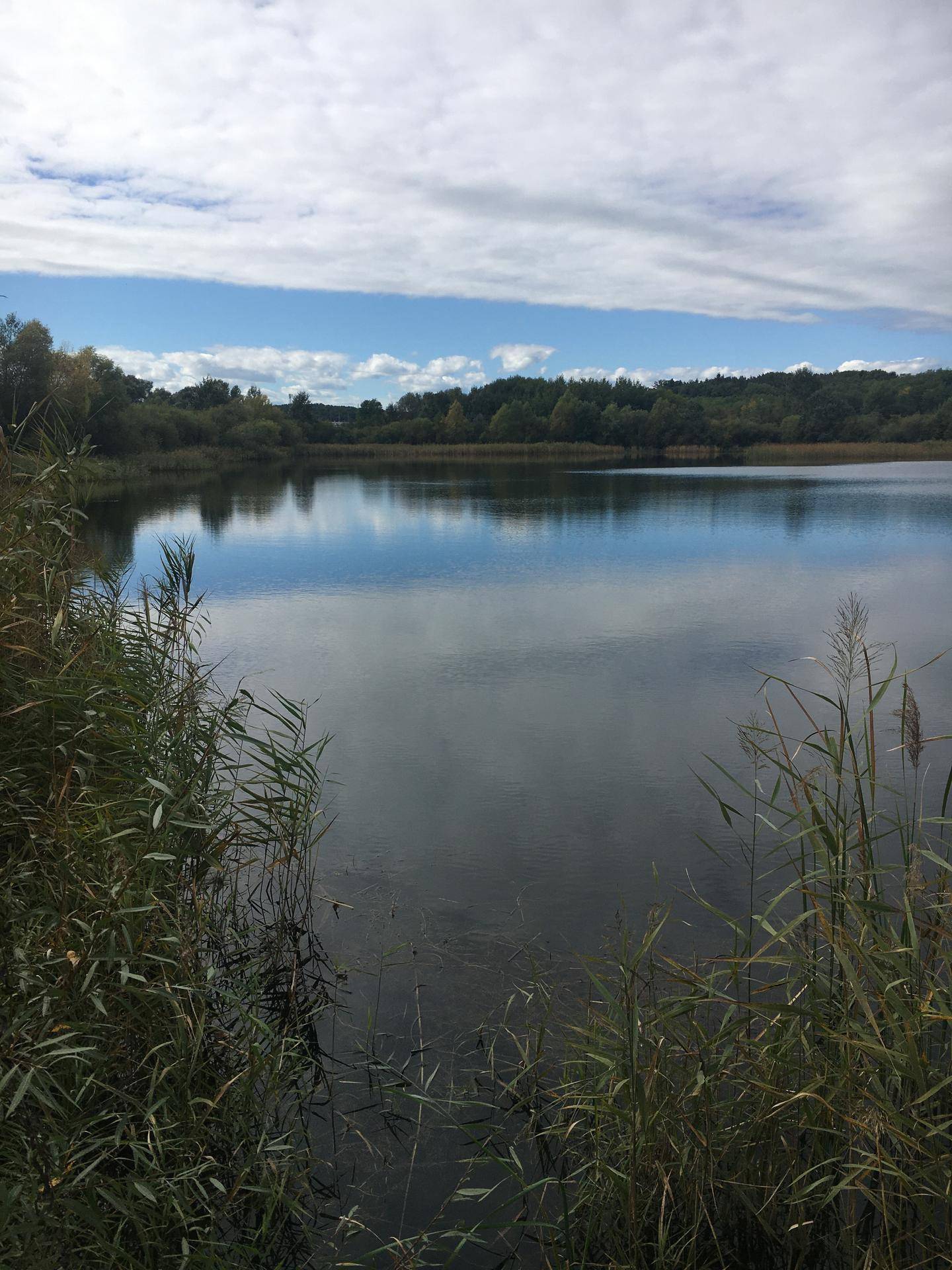 Ein ruhiger See mit Wolkenreflexionen, umgeben von Schilf und Bäumen unter blauem Himmel.