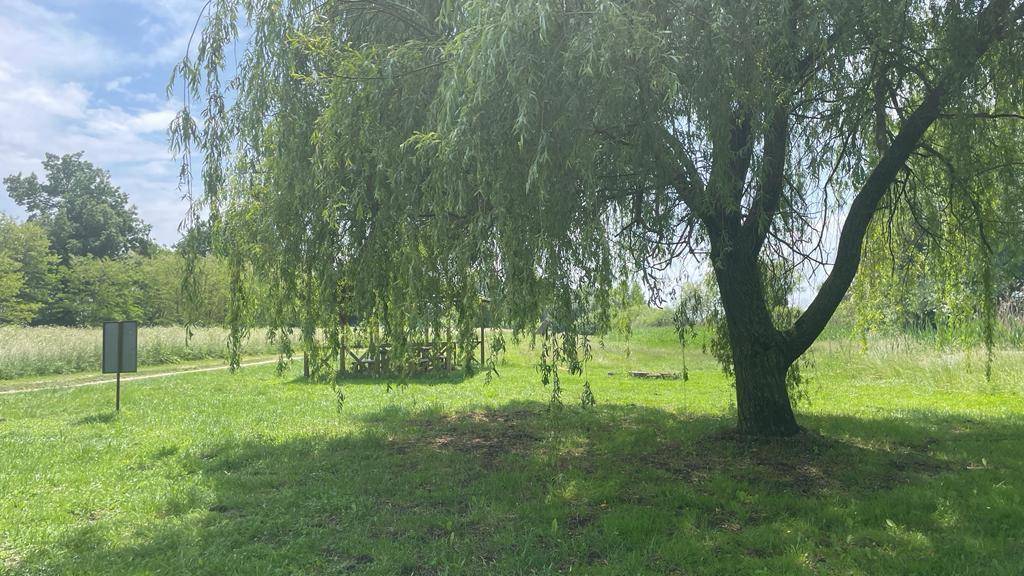 Weitläufige Grünfläche mit einem großen Weidenbaum und einem Pfad, umgeben von Natur.