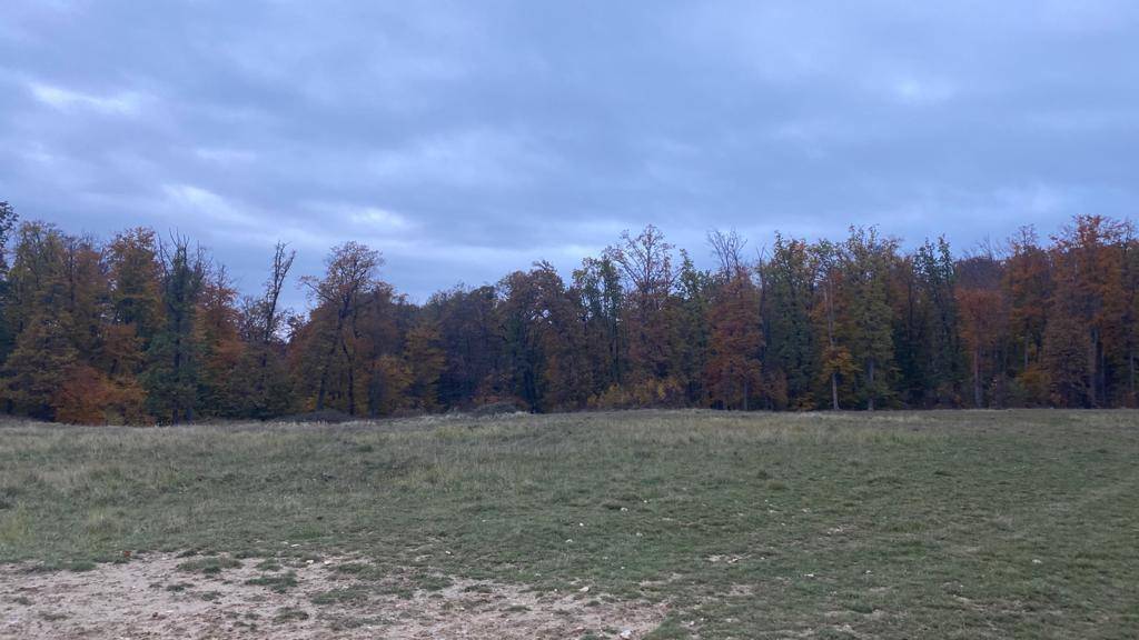 Feld grenzt an einen Wald mit herbstlich gefärbten Bäumen unter einem bewölkten Himmel.