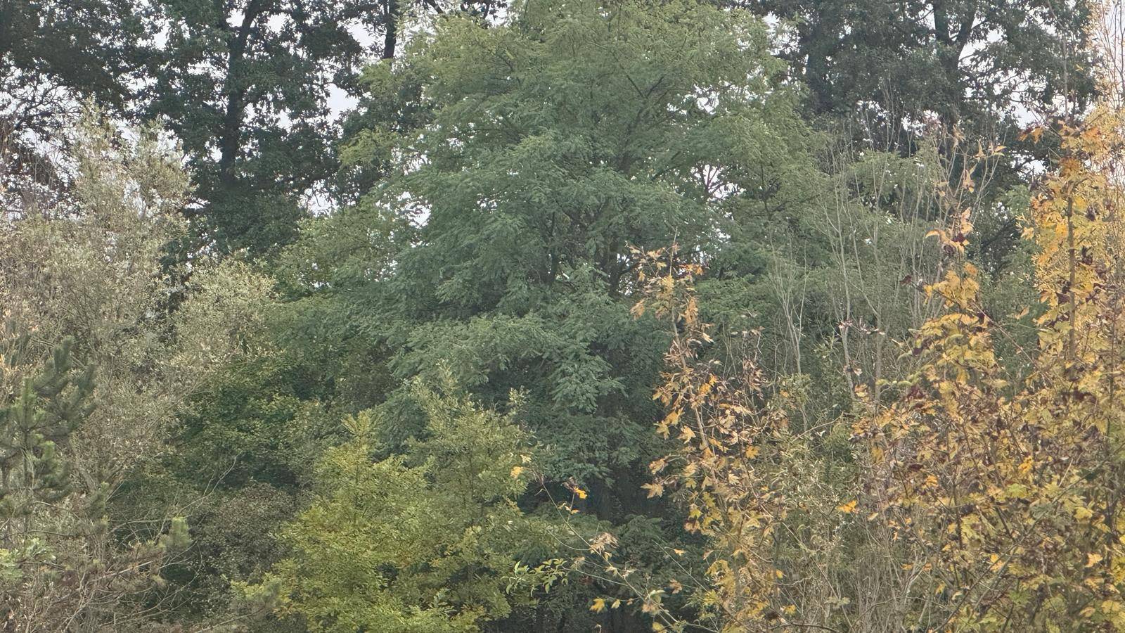 Dichte Vegetation mit verschiedenen Baum- und Straucharten unter einem bewölkten Himmel.