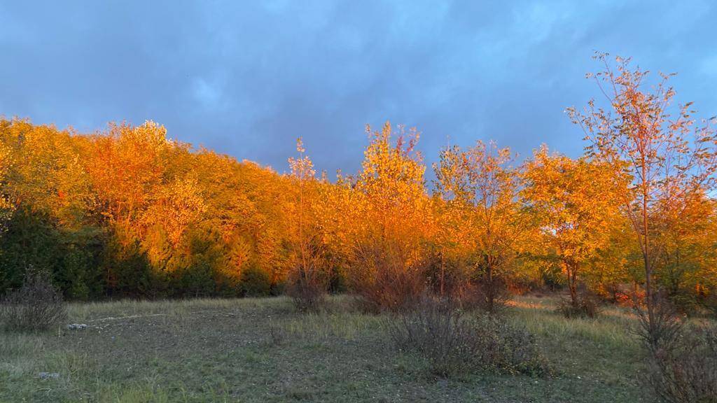 Leuchtende Herbstbäume mit orangefarbenem Laub, von der goldenen Sonne beleuchtet.