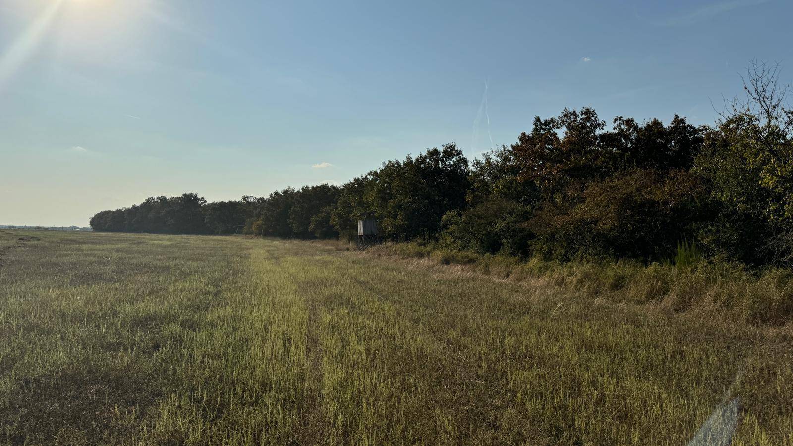 Sonniges Feld mit einer Reihe von Bäumen am Horizont unter klarem blauem Himmel.