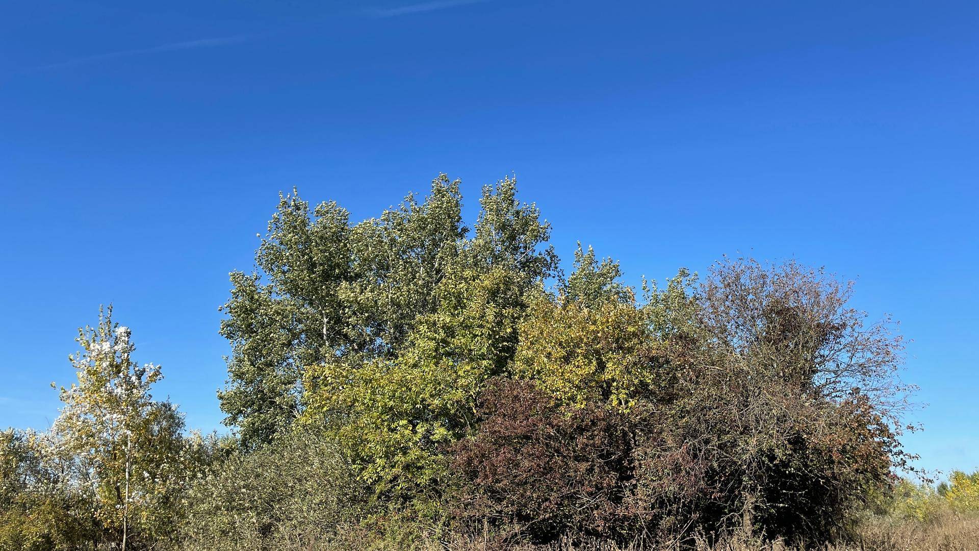 Dichte Vegetation mit verschiedenen Baum- und Straucharten unter einem hellblauen Himmel, typisch für die Region.
