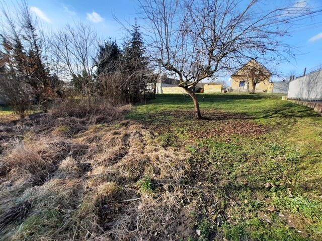Grüne Wiese mit einem einzelnen Baum und einem Haus im Hintergrund an einem sonnigen Tag.