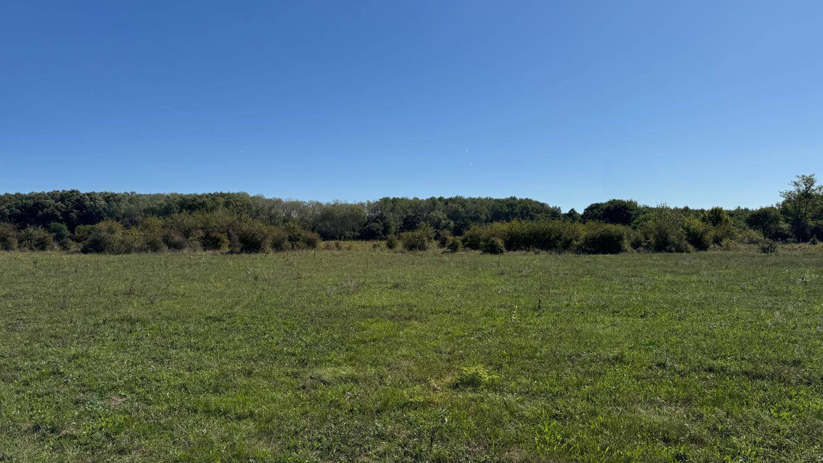 Eine weite, grüne Wiese erstreckt sich bis zum Horizont, gesäumt von Bäumen.