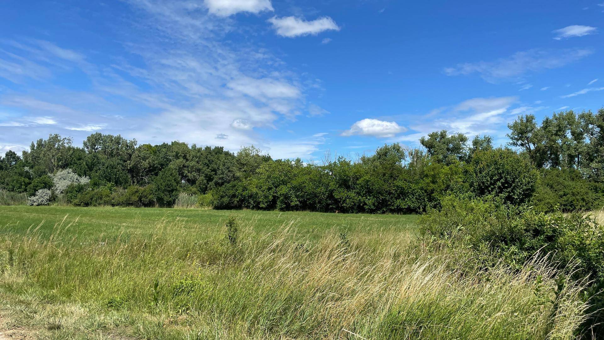 Weite grüne Wiesenfläche mit einer dichten Baumreihe im Hintergrund unter einem strahlend blauen Himmel.