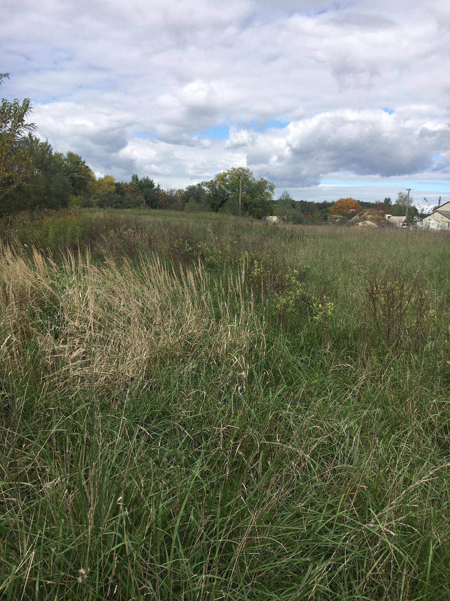 Eine weite, grüne Wiese mit hohem Gras und Bäumen im Hintergrund unter bewölktem Himmel.