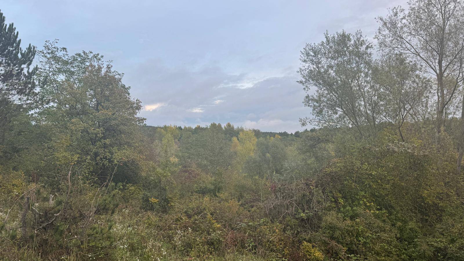 Hügelige Landschaft mit Bäumen und Wiesen unter bewölktem Himmel, ideal für Naturliebhaber.