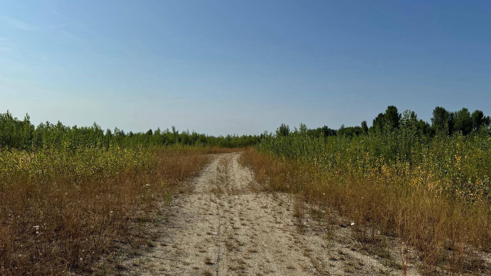 Unbefestigter Feldweg durch eine trockene Wiese mit Bäumen unter blauem Himmel.