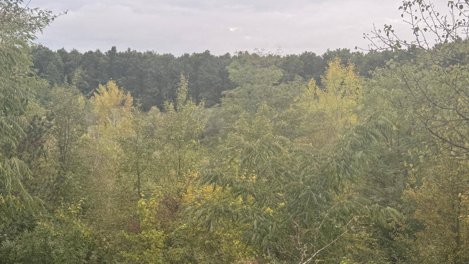 Hügelige Landschaft mit Bäumen und Wiesen unter bewölktem Himmel, ideal für Naturliebhaber.