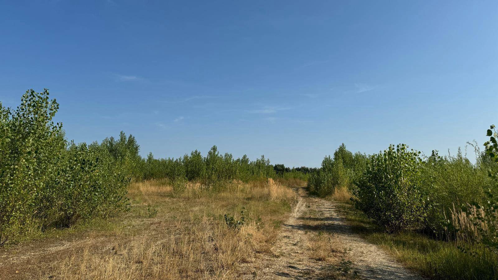 Unbefestigter Feldweg durch eine trockene Wiese mit Bäumen unter blauem Himmel.
