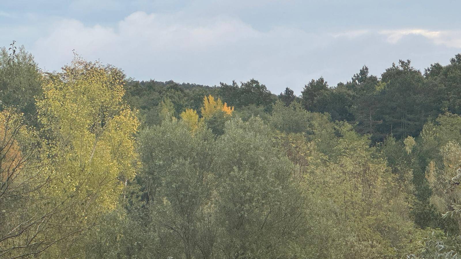 Dichte Vegetation mit verschiedenen Baum- und Straucharten unter einem bewölkten Himmel.