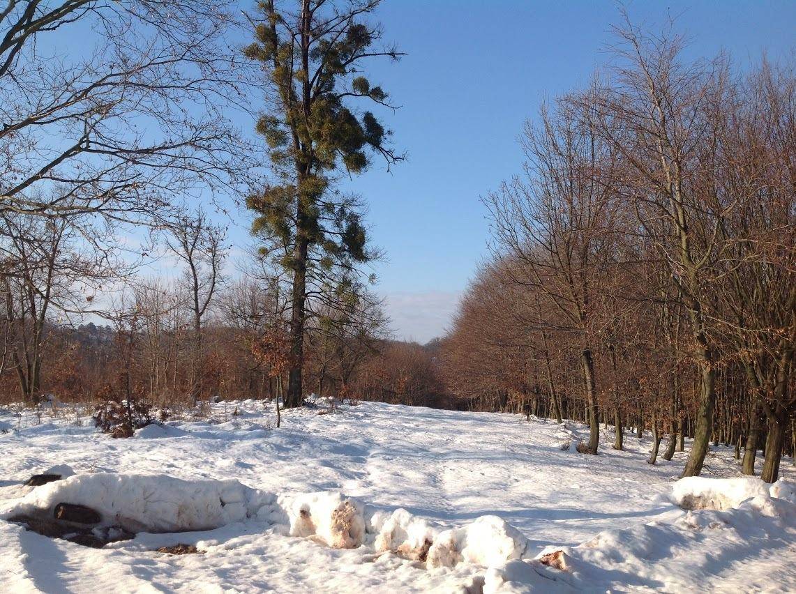 Verschneiter Waldweg mit kahlen Bäumen unter einem klaren blauen Winterhimmel.
