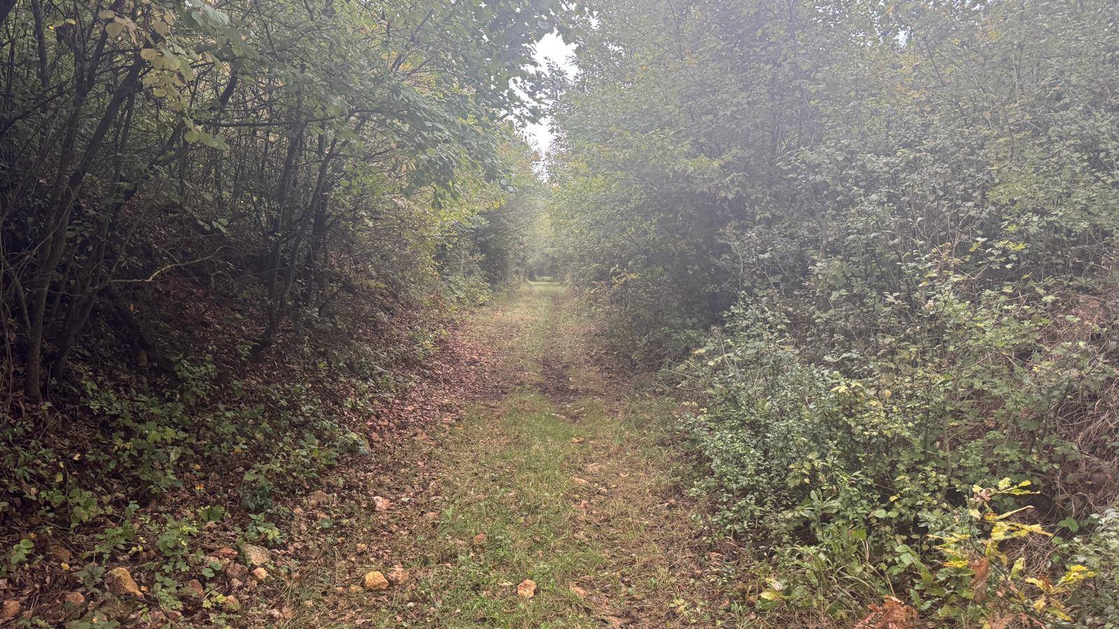 Schmaler Pfad durch dichte Vegetation und Bäume, der in die Ferne führt.