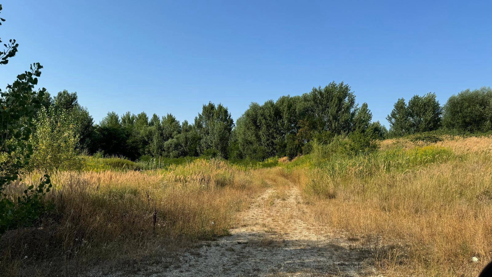 Unbefestigter Feldweg durch eine trockene Wiese mit Bäumen unter blauem Himmel.