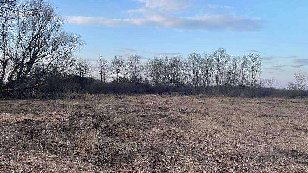 Weitläufiges Feld mit trockenem Gras und kahlen Bäumen im Hintergrund unter blauem Himmel.