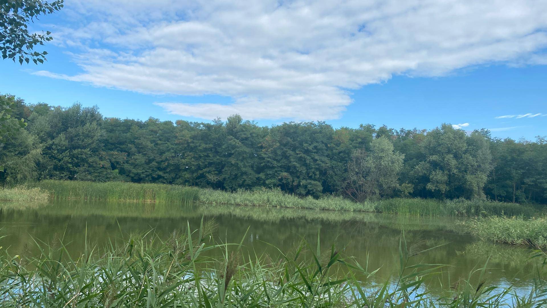 Weitläufiger Blick auf einen ruhigen See, umgeben von üppiger Vegetation und Bäumen.