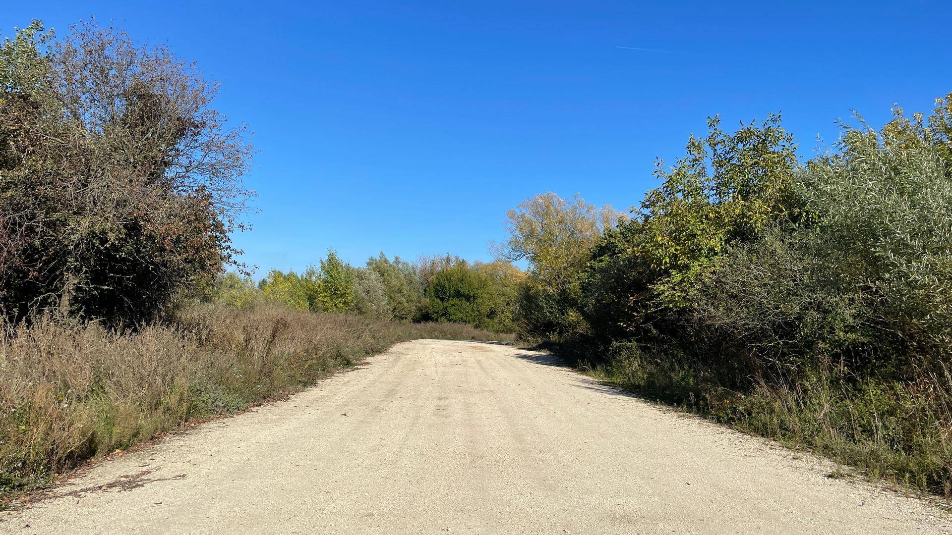 Unbefestigter Feldweg führt durch eine ländliche Umgebung mit dichter Vegetation an den Seiten unter blauem Himmel.