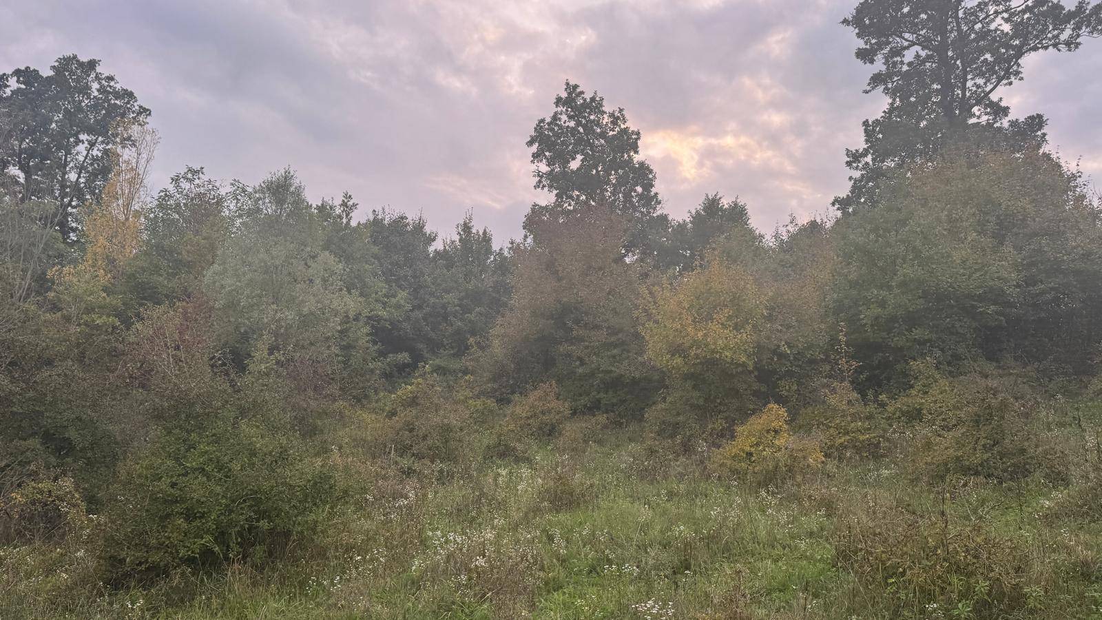Offene Wiese umgeben von dichtem Wald und Sträuchern unter einem bewölkten Himmel.