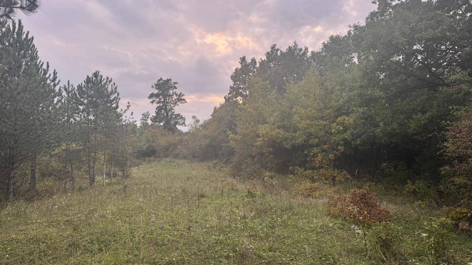 Weitläufige Wiesenfläche umgeben von dichtem Wald unter einem leicht bewölkten Himmel.