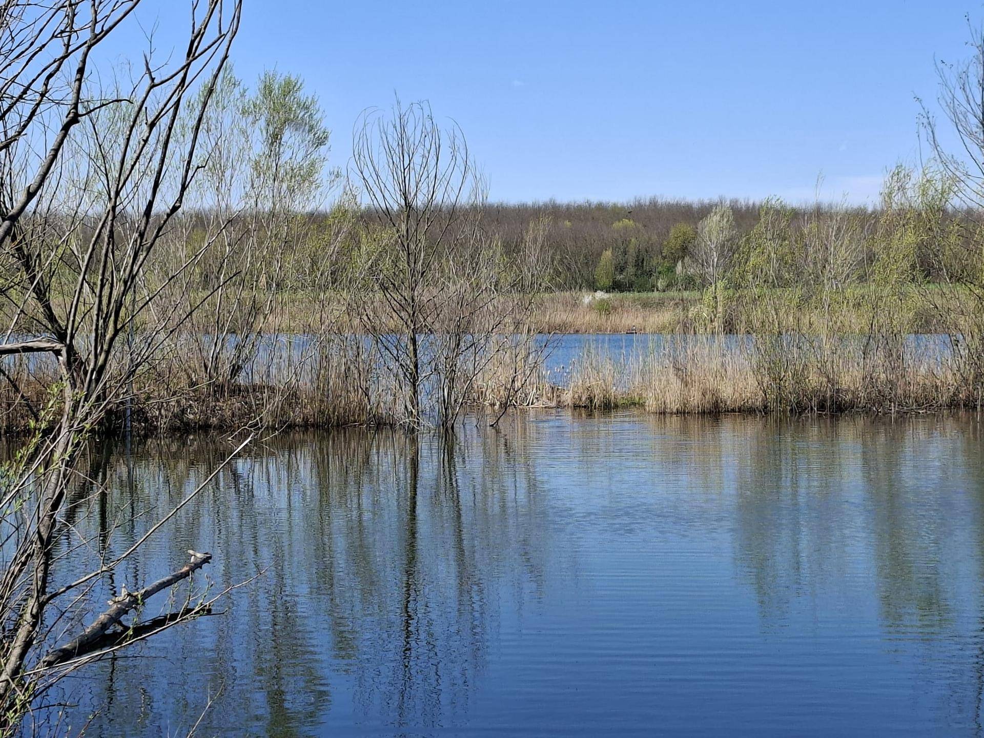 Uferbereich eines Sees mit Schilf, jungen Bäumen und spiegelndem Wasser.