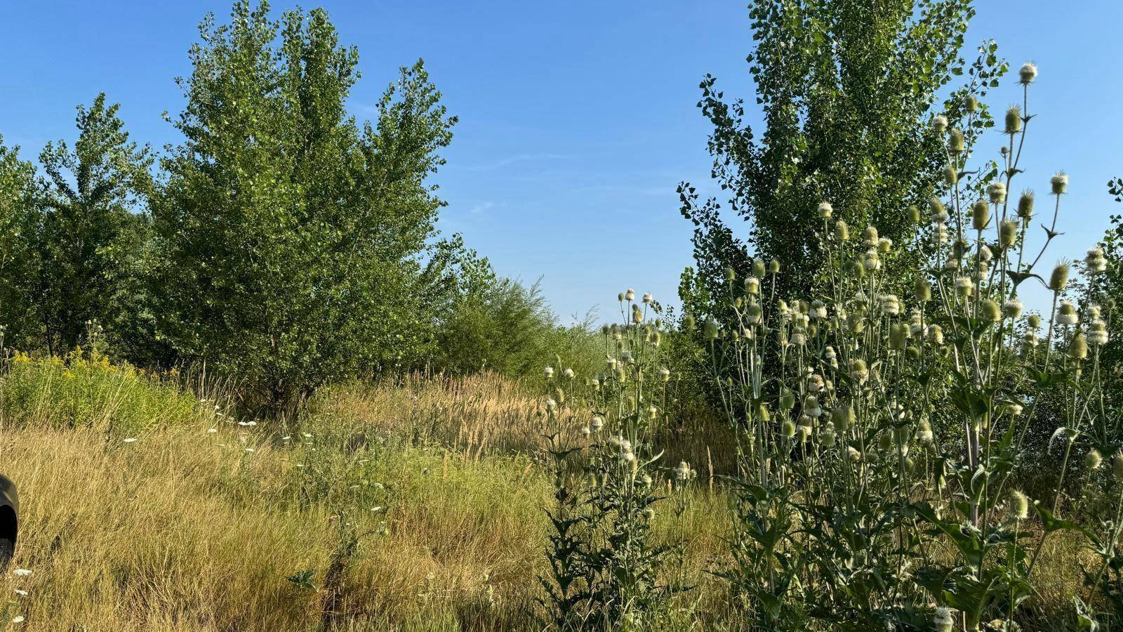 Trockene Wiese mit hohen Gräsern und Disteln, umgeben von Bäumen unter blauem Himmel.