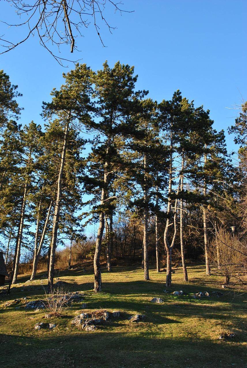 Hohe Kiefern stehen auf einem sonnigen, grasbewachsenen Hügel unter einem klaren blauen Himmel.
