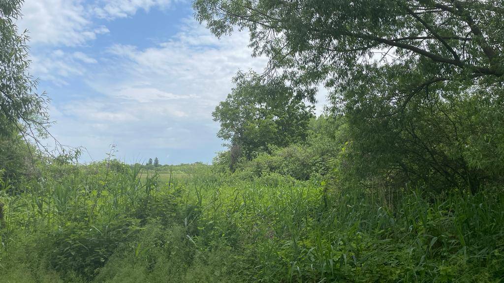 Dichte Vegetation mit hohen Gräsern und Bäumen, die eine üppige Naturlandschaft bilden.
