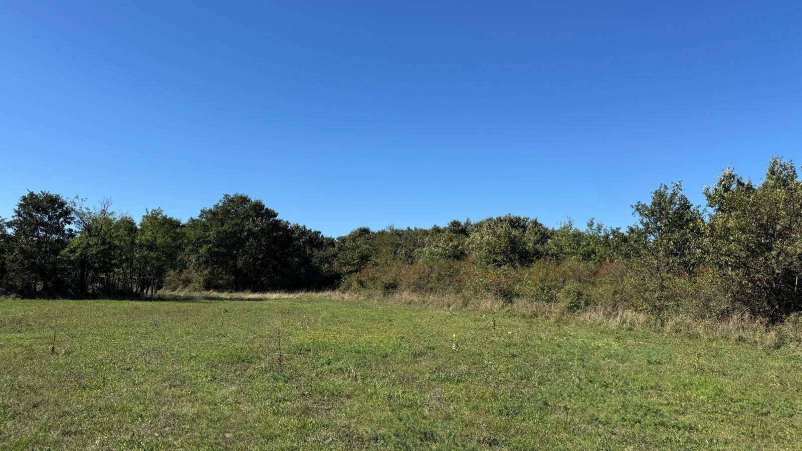 Eine weite, grüne Wiesenlandschaft mit dichtem Bewuchs im Hintergrund unter strahlendem Himmel.