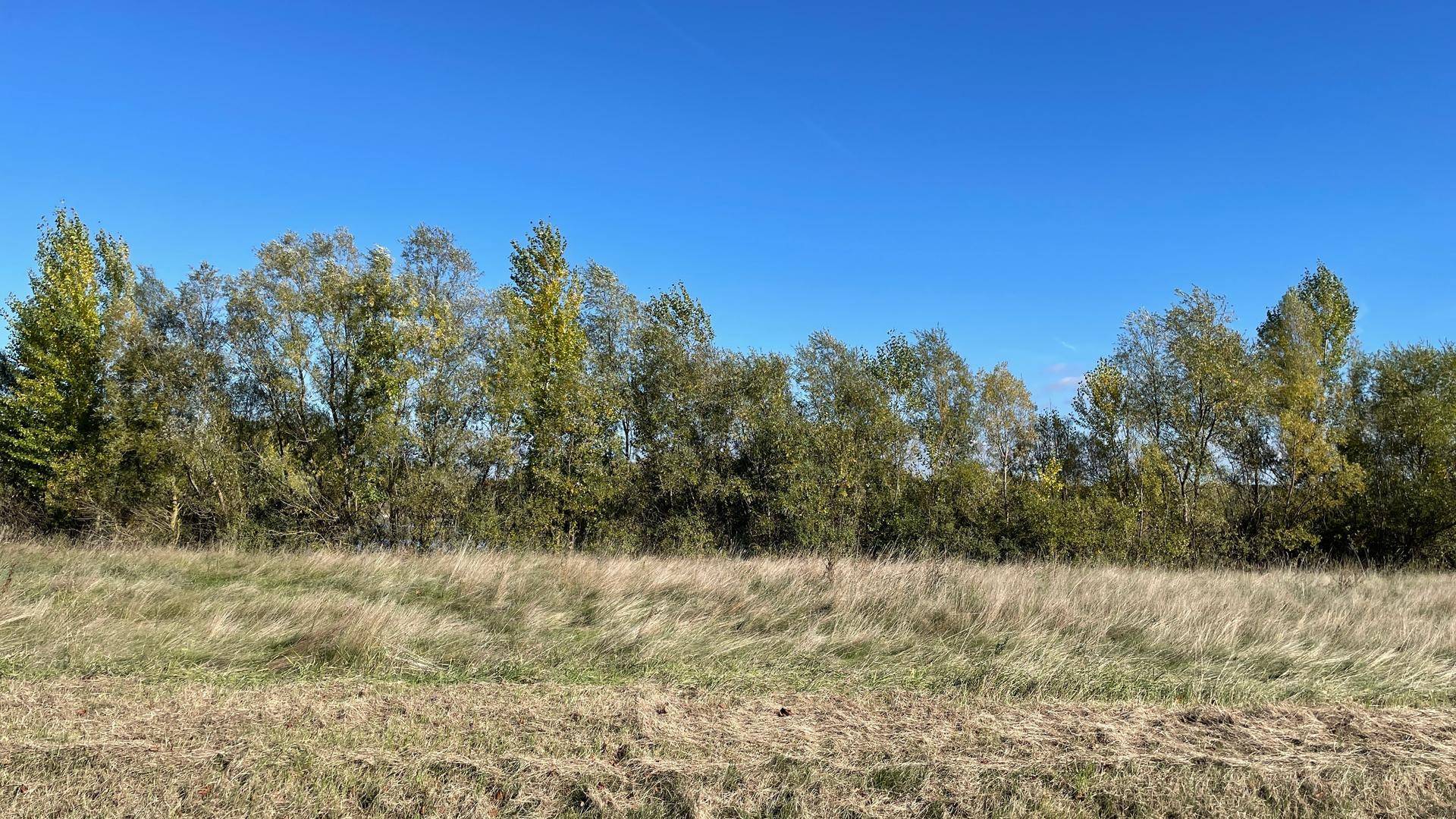 Weite Graslandschaft mit einer Reihe von Bäumen am Horizont unter strahlend blauem Himmel, eine idyllische Szene.