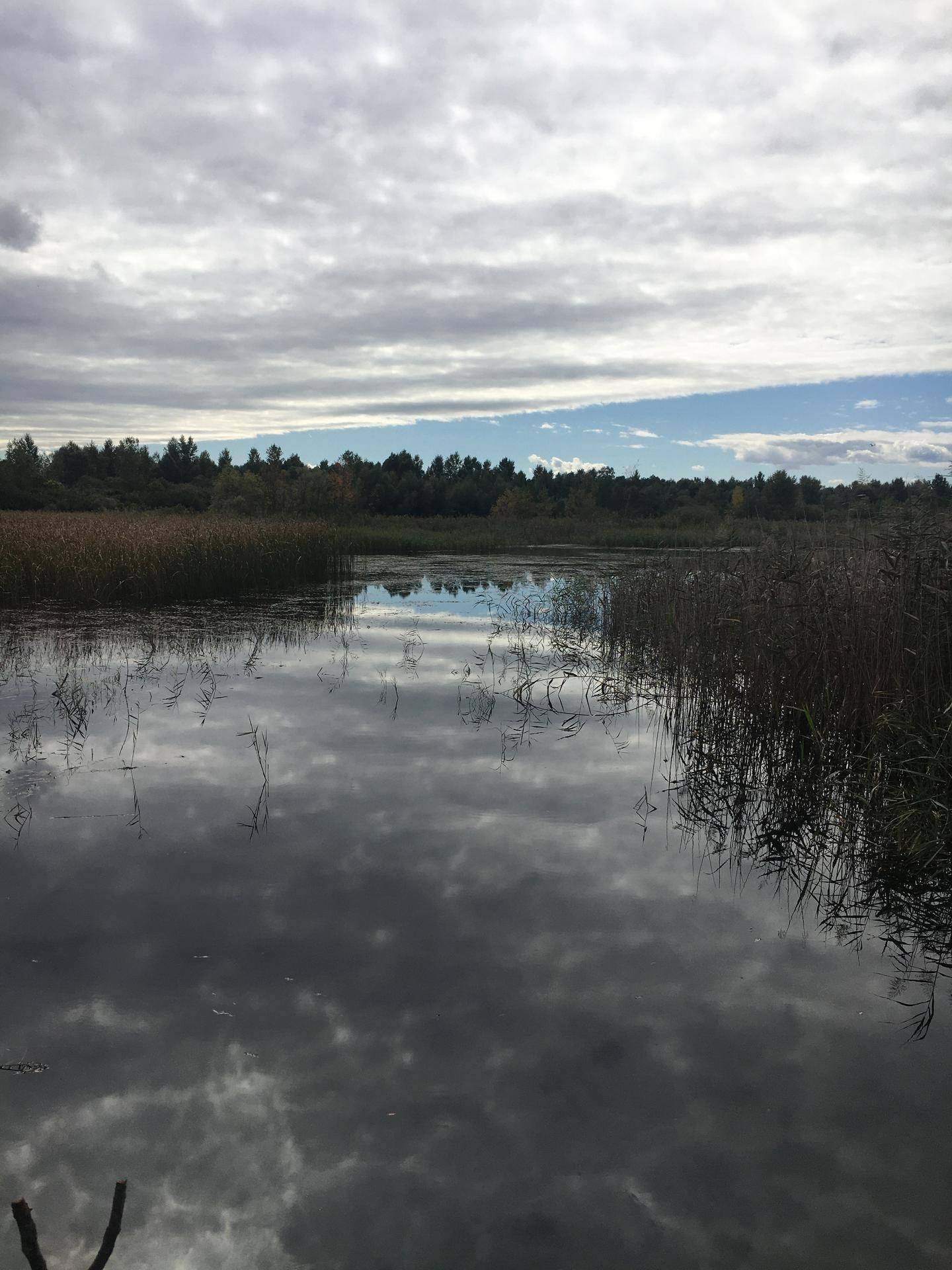 Weitläufiger Blick über einen See mit Schilf und Wolkenreflexionen unter bewölktem Himmel.