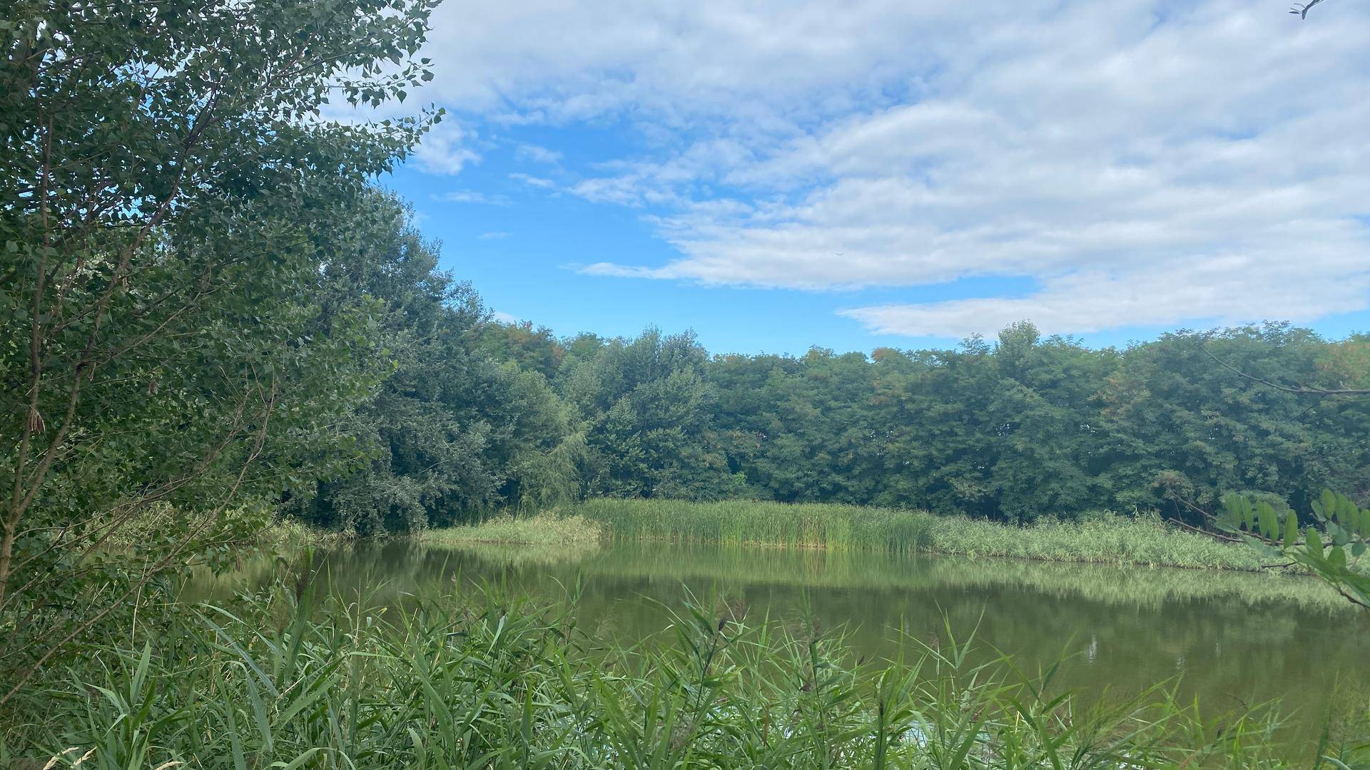 Ruhiger Teich mit Schilfgürtel und bewaldetem Ufer unter einem klaren Himmel.