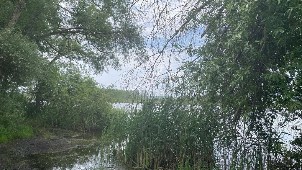 Blick durch Baumzweige auf den See, umgeben von hohem Schilf und üppiger Vegetation.