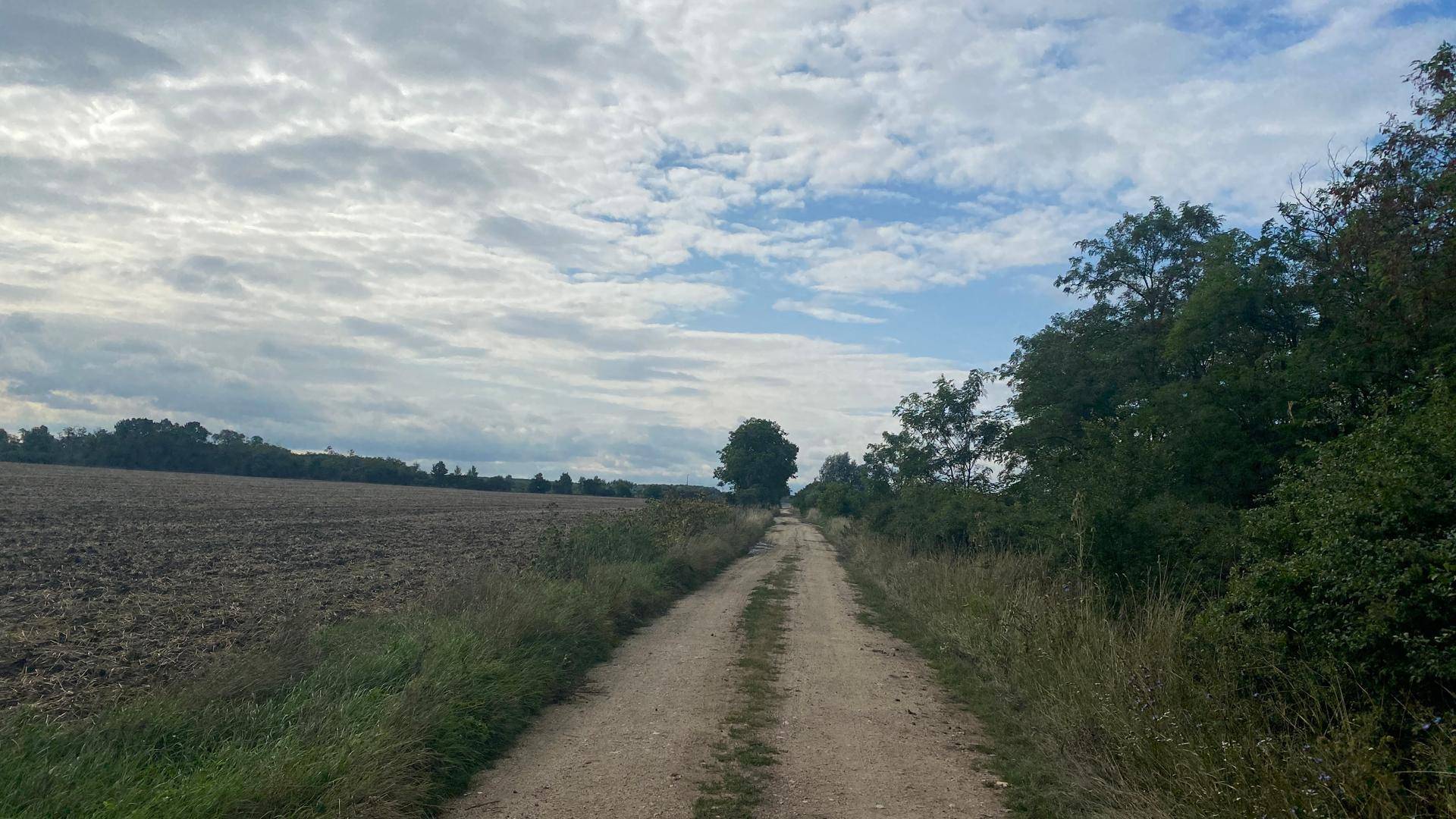 Ein Feldweg führt durch eine ländliche Landschaft mit Ackerland und Bäumen unter bewölktem Himmel.