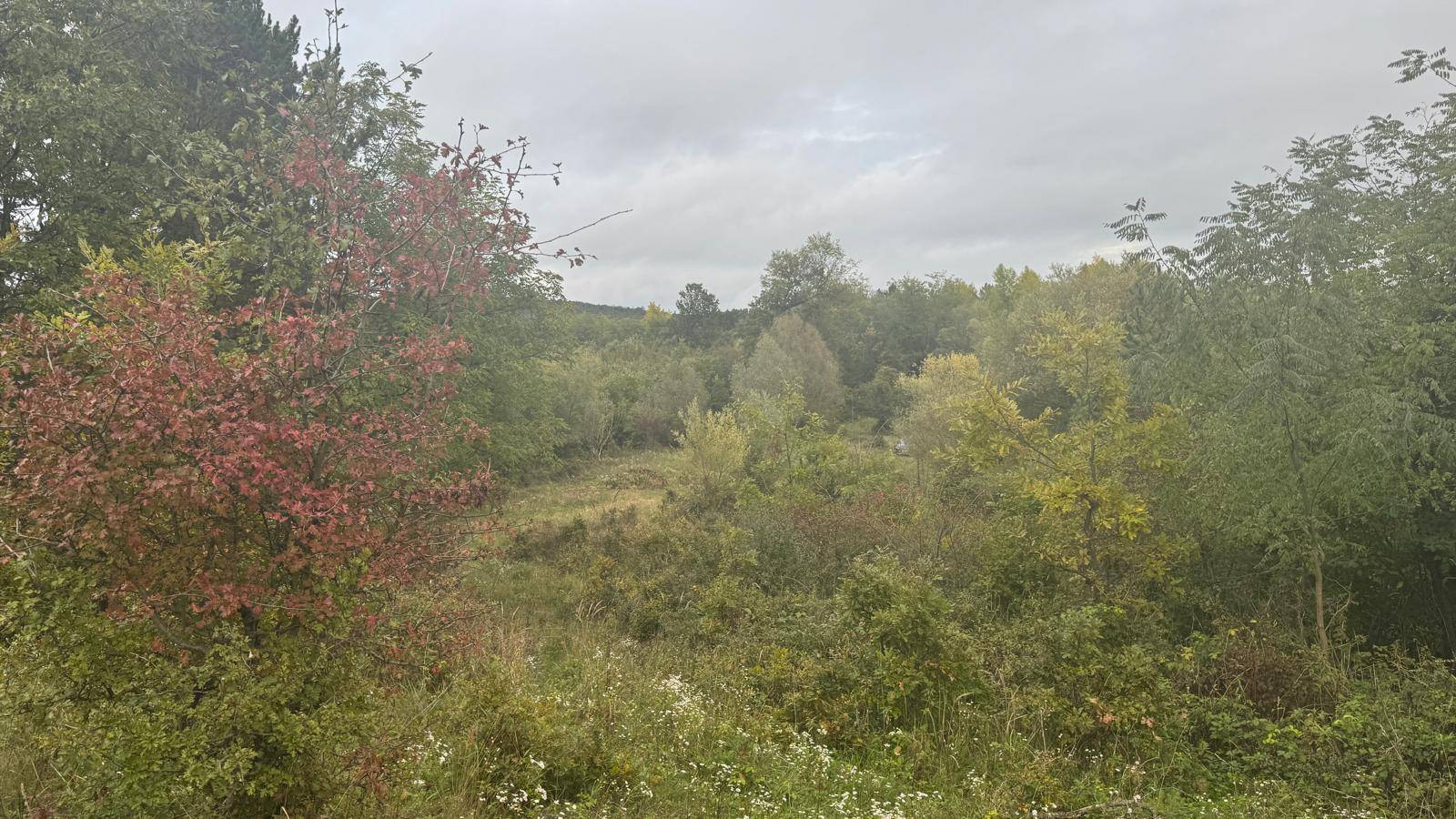 Dichte Vegetation mit verschiedenen Baum- und Straucharten unter einem bewölkten Himmel.