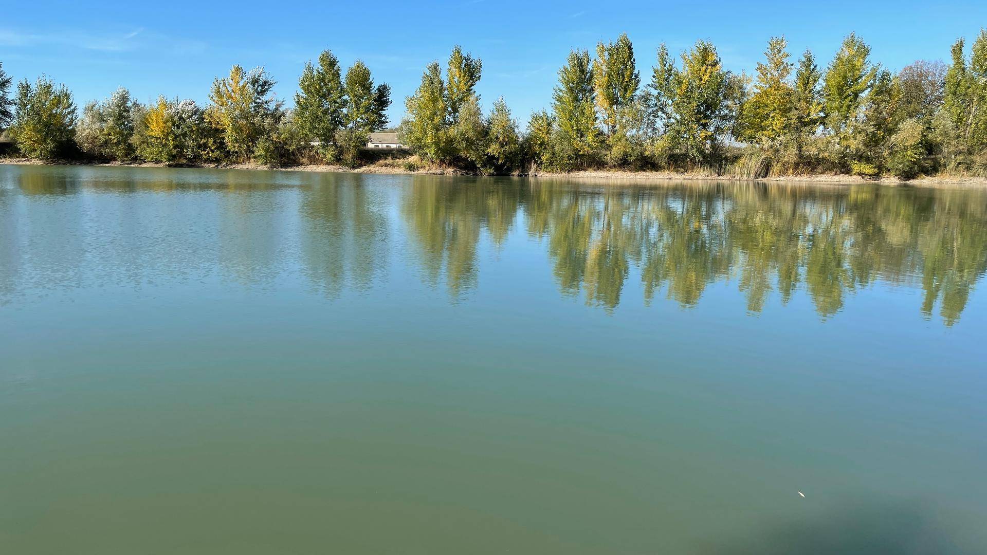 Ruhiger See umgeben von Bäumen unter blauem Himmel, ideal für Naturbeobachtungen und Entspannung.